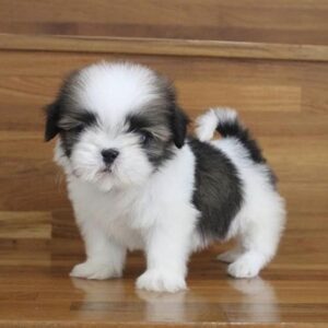 Buy Shih Tzu Puppies for sale. Shih Tzu puppies for sale in USA. Amanda the shih tzu puppies usa. We deliver to you home address